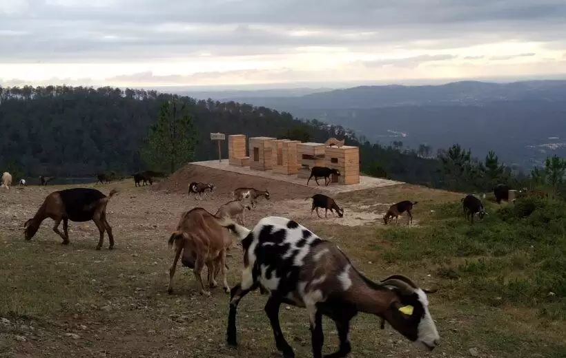 Cabras na Serra da Lousã