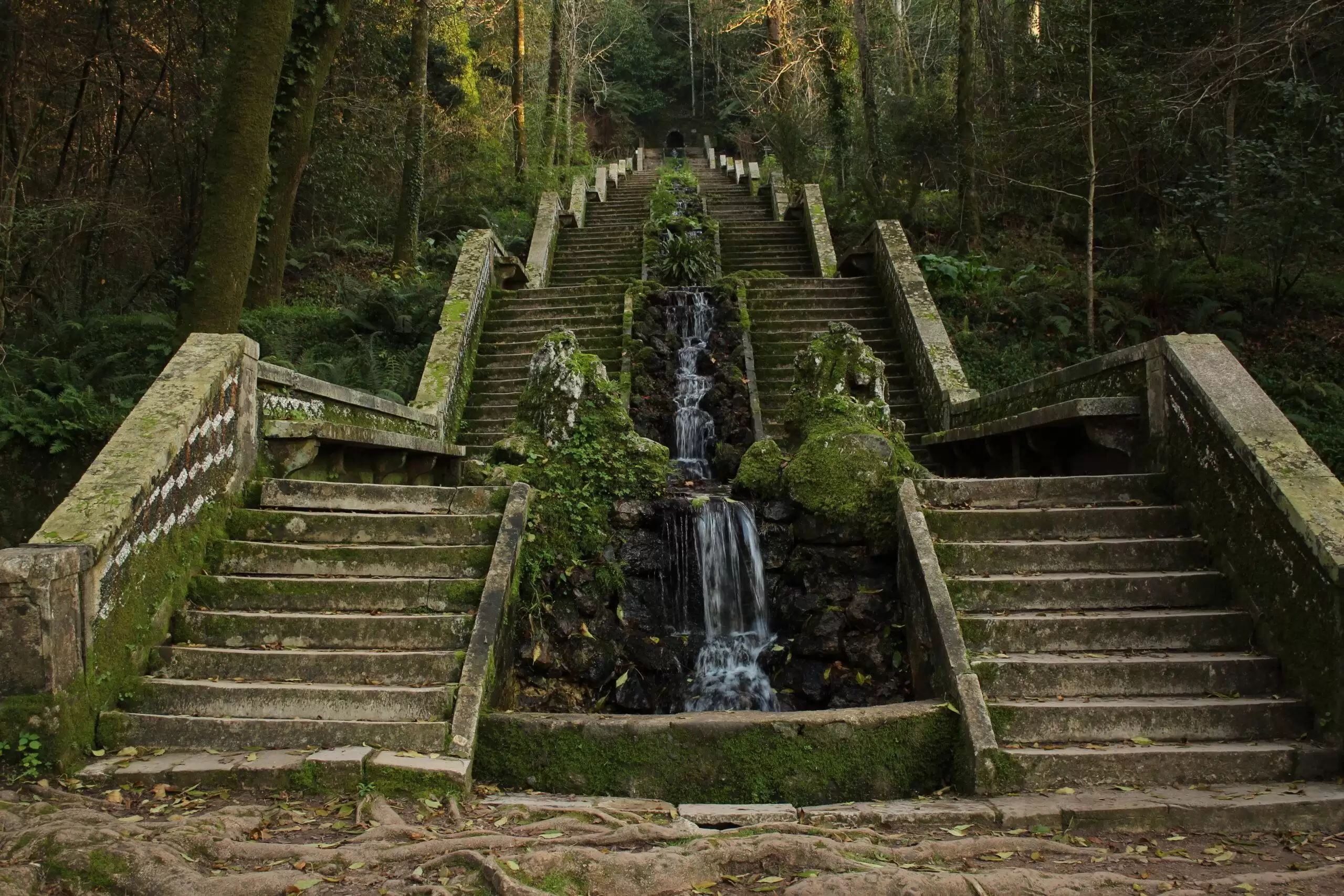 Mata Nacional do Bussaco